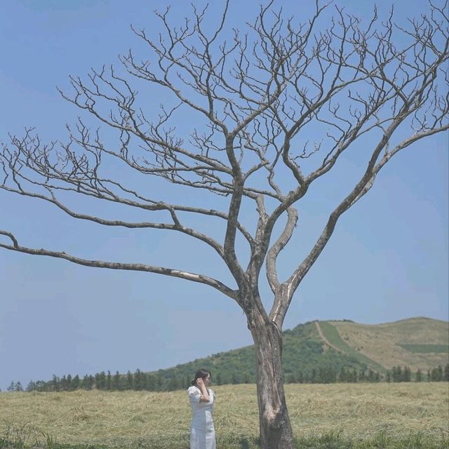 제주도 서쪽 셀프 스냅스팟 * 나홀로나무