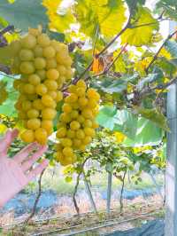 【免入場費｜即摘即食香印提子】