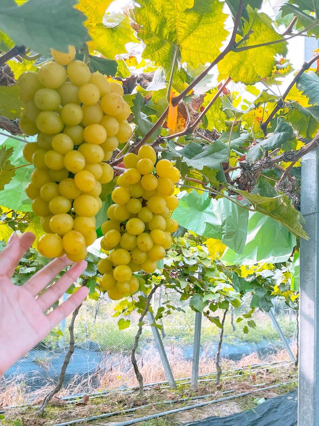 【免入場費｜即摘即食香印提子】