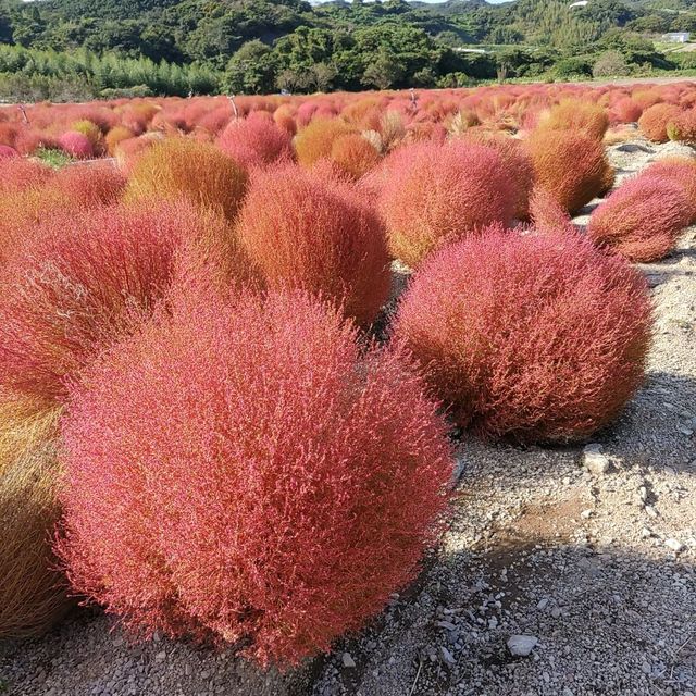 愛知県！知多半島にある秋のコキア畑