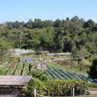 ไร่ต้นรัก.. 🌾