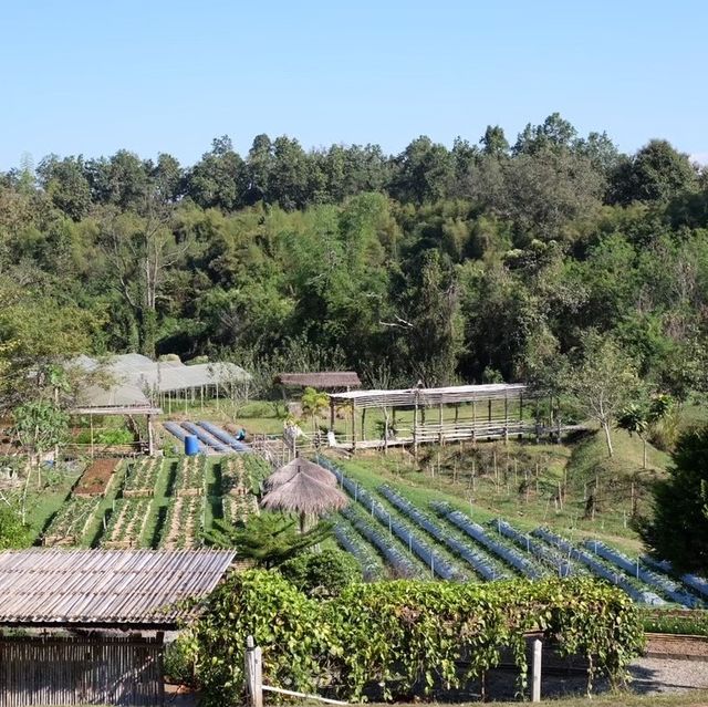ไร่ต้นรัก.. 🌾