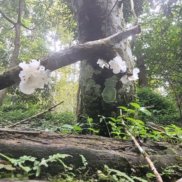 溪頭 