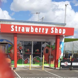 漫步並採摘草莓@ SSS 農場