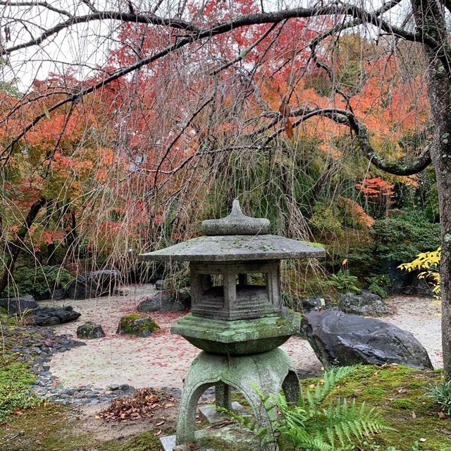 京都紅葉2022 宝筐院の素晴らしい紅葉