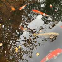 京都紅葉2022  天授庵の素晴らしいすぎる紅葉