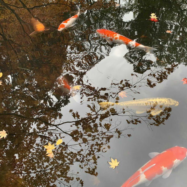 京都紅葉2022  天授庵の素晴らしいすぎる紅葉
