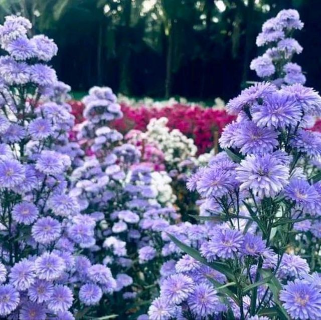 🌼🌸ไร่คุณอารียา🌿🌿
