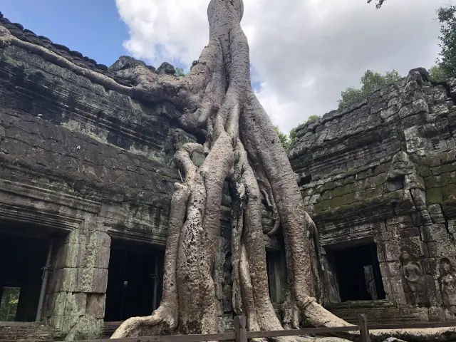 Ta Prohm Temple - Where trees have dominated