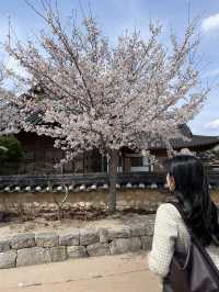 경주 벚꽃 여행🌸 한옥과 벚꽃의 조화, 월정교 🌸