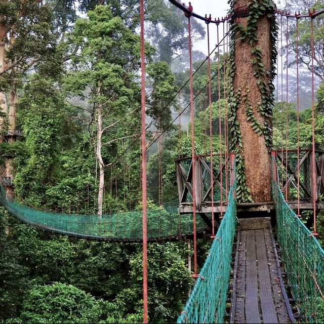 Danum Valley - Borneo, Malaysia