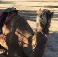 Al Areen Wildlife Park & Reserve