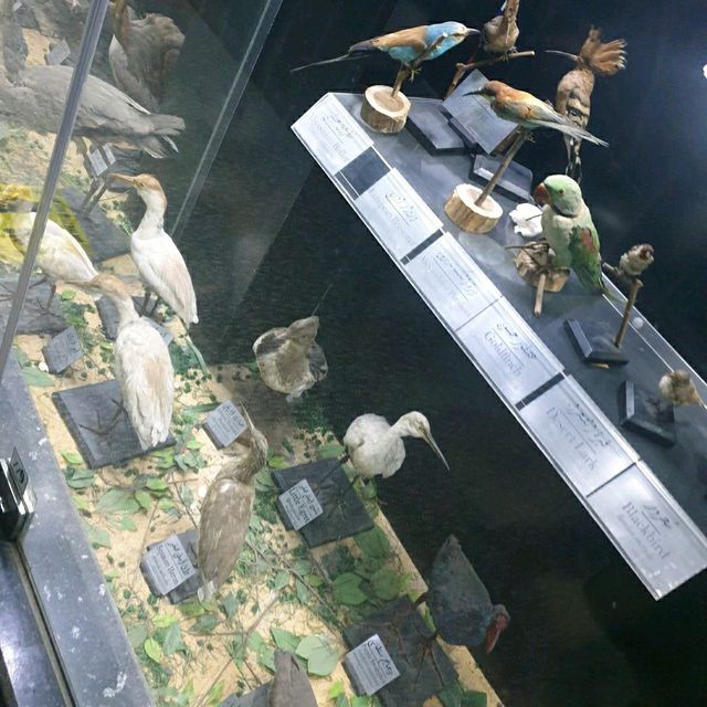 Wow The animal museum
