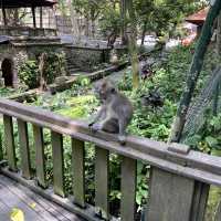 The Incredible Monkey Forest in Bali 