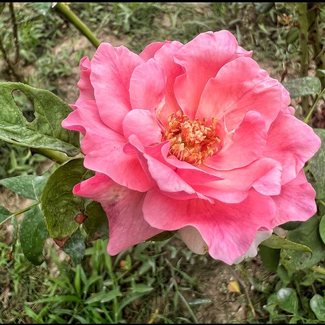 Flower spotting in Hanxiang Water Garden 🪴 