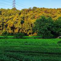 Away from the crowds tea fields, Hangzhou