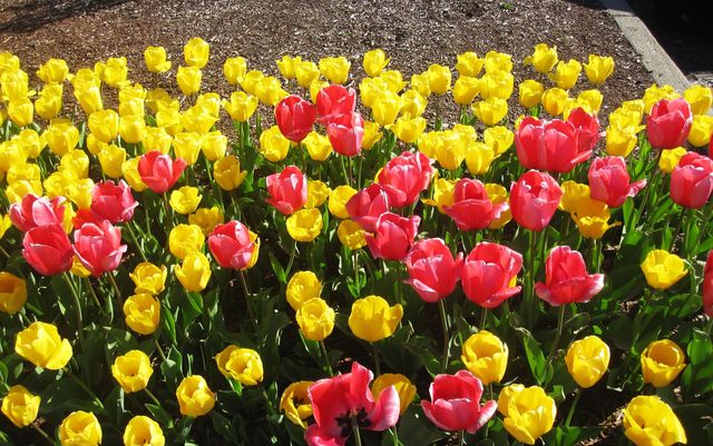 Colorful Tulip Garden and Zoo