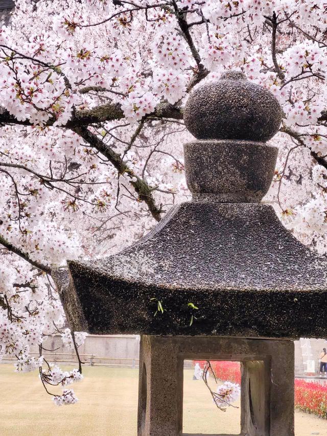 Nara's cherry blossoms 🌸