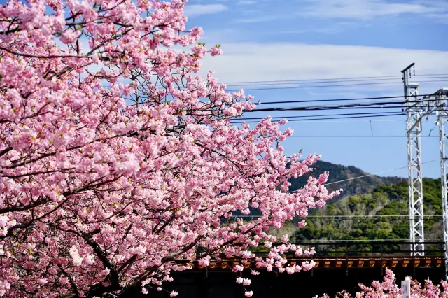 Tokyo | In the cold winter, the early cherry blossoms have quietly bloomed~