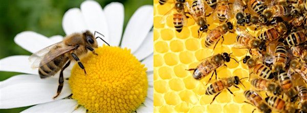 Beekeeping Planning Course | Holmesteading Farms