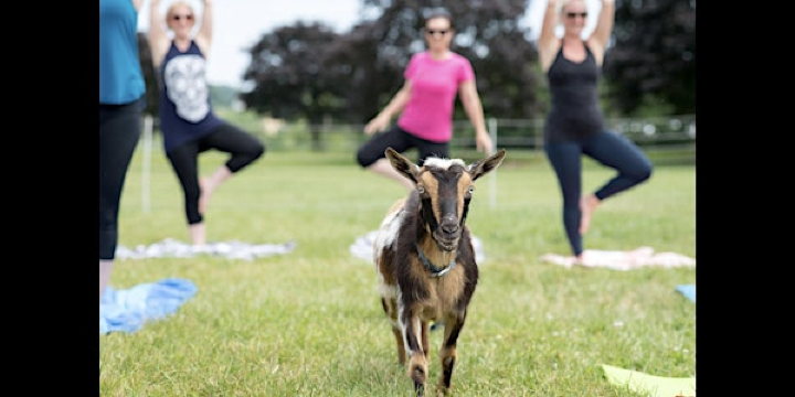 Goat Yoga at Springfield Manor 5/31 | Springfield Manor Winery & Distillery