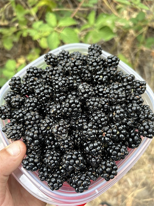 July foraging/plant ID class (weekend) | Heron Park