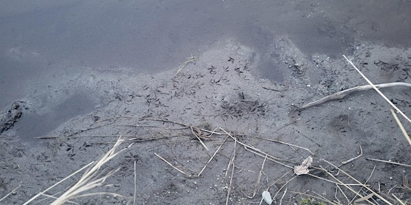 Neighbourhood nature: McIntyre Creek | McIntyre Creek