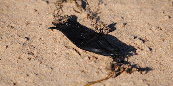 Searching for sharks at NWT Holme Dunes (EDU FAMILY) | NWT Holme Dunes
