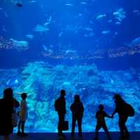 集體回憶海洋公園