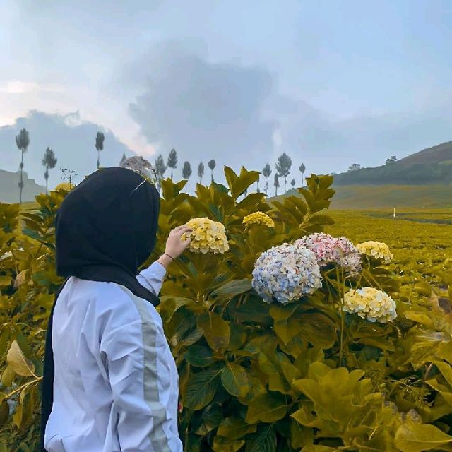 Batu Flower Garden, Batu, East Java