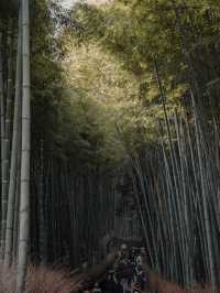 The Magical Forest of Kyoto