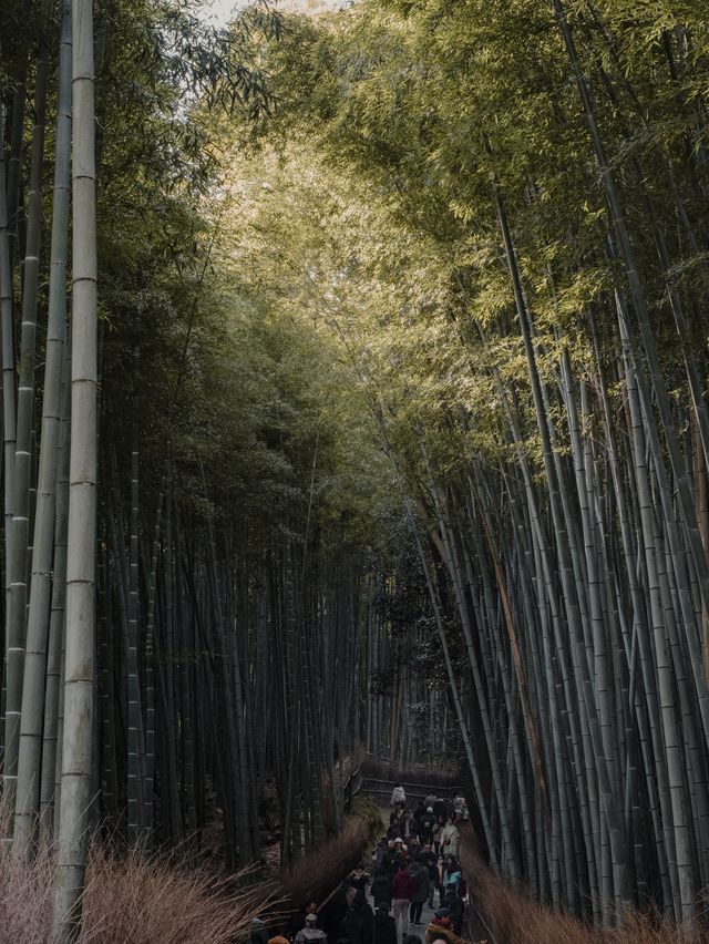 The Magical Forest of Kyoto