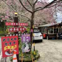 【台灣桃園 光明農場馬告磚窯雞】 櫻花樹下的烤雞名店