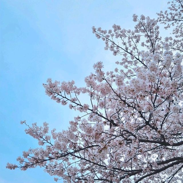 🌸청주 벚꽃 로드 <무심천>