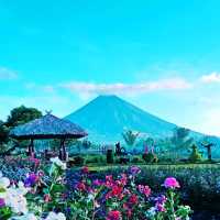 Dine with the gods at Mt. Mayon