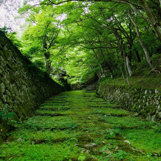 新緑が素晴らしい