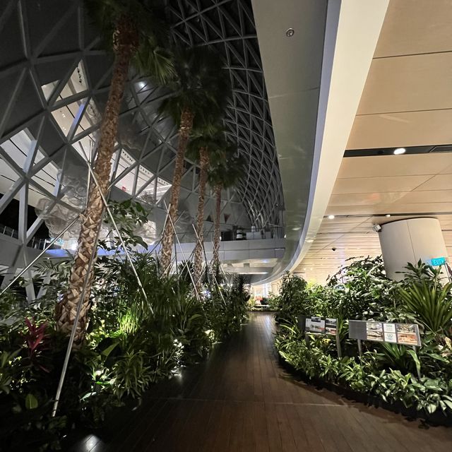 ✈️ Changi Airport mini garden