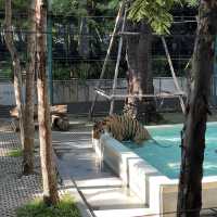 近距離接觸老虎🐯芭堤雅人氣老虎🐅樂園