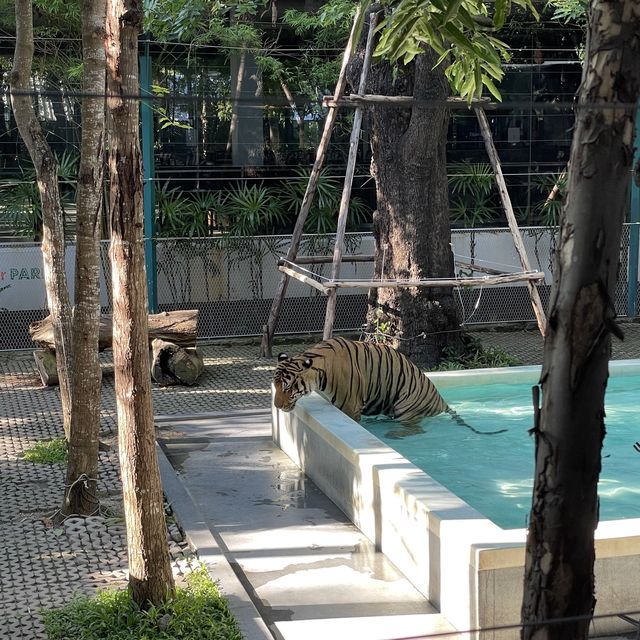 近距離接觸老虎🐯芭堤雅人氣老虎🐅樂園