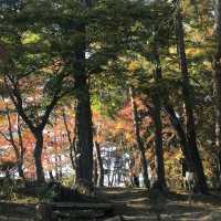 長瀞の紅葉ちょー綺麗！是非行ってみてください