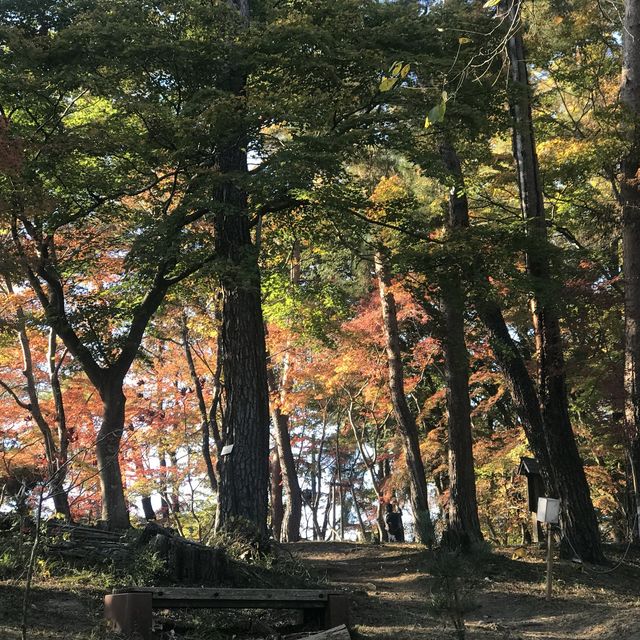 長瀞の紅葉ちょー綺麗！是非行ってみてください