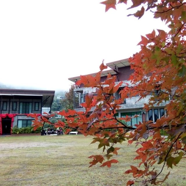 Red Maple in Doi Mae Salong