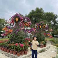 三角梅花展蝶豆花園之旅