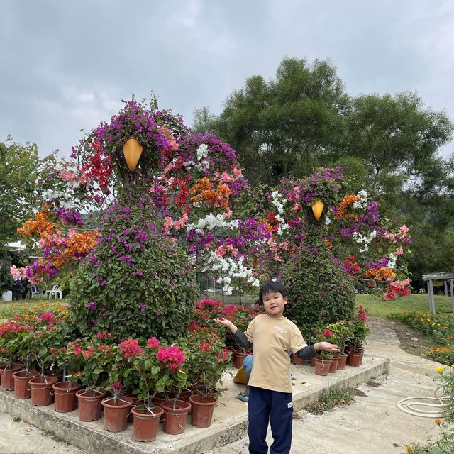 三角梅花展蝶豆花園之旅