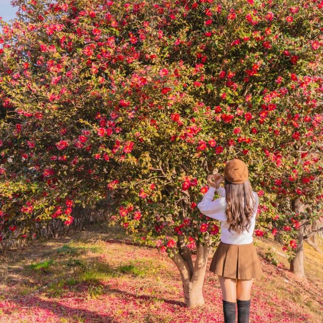 🌺비행기없이 부산에서 동백을 만날 수 있는곳 [부산, 사상 강변대로]🌺