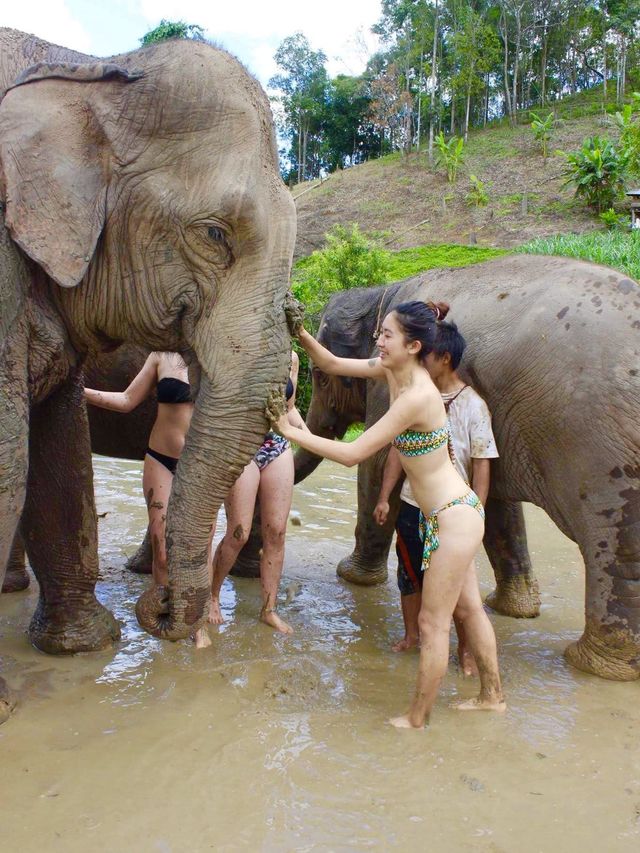 泰國清邁必玩行程🐘｜Elephant Jungle Sanctuary