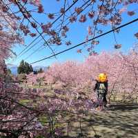 【台灣拉拉山 恩愛農場】 深山探櫻 粉紅仙境