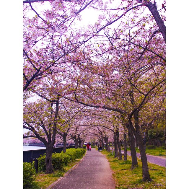 벚꽃과 함께 즐기는 오사카성