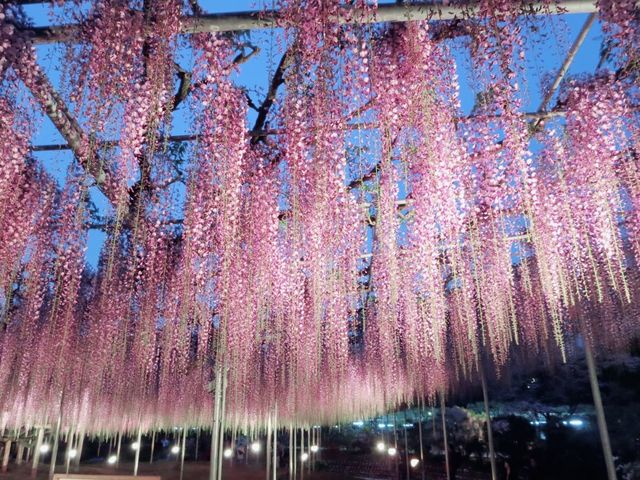 【栃木県】樹齢150年を超える「大藤」を愛でる