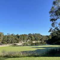 보타닉가든-마운틴쿠사 : Brisbane Botanic Gardens